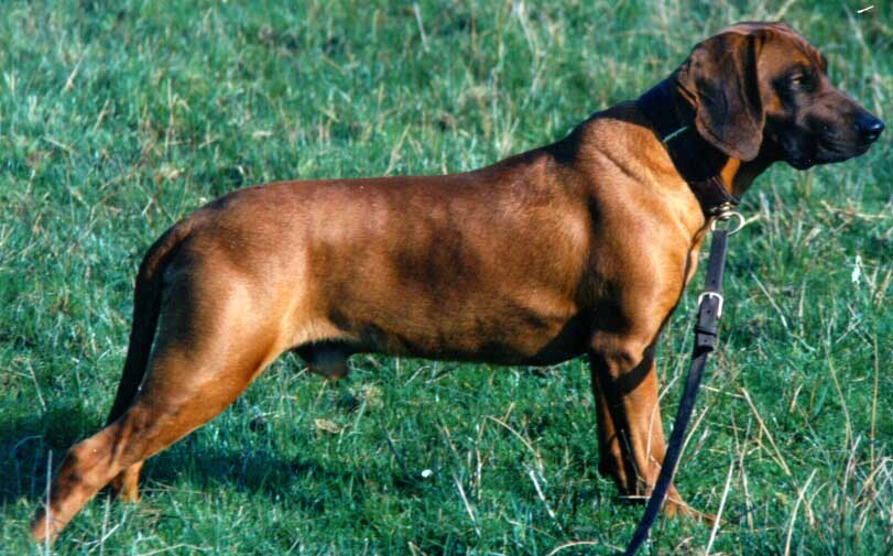 COPOI BAVAREZ PENTRU MUNTE